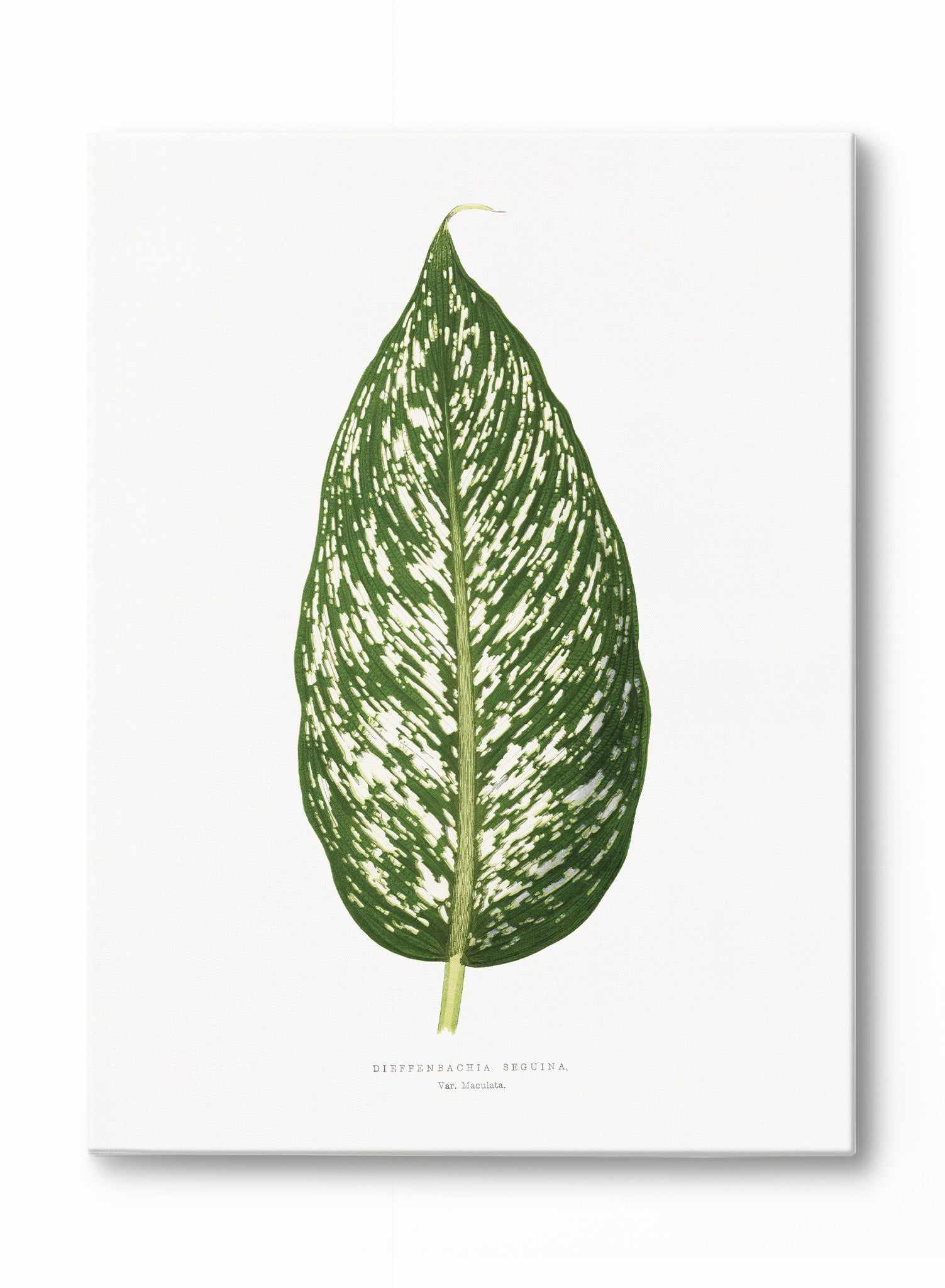 dieffenbachia paper Dieffenbachia, Canvas