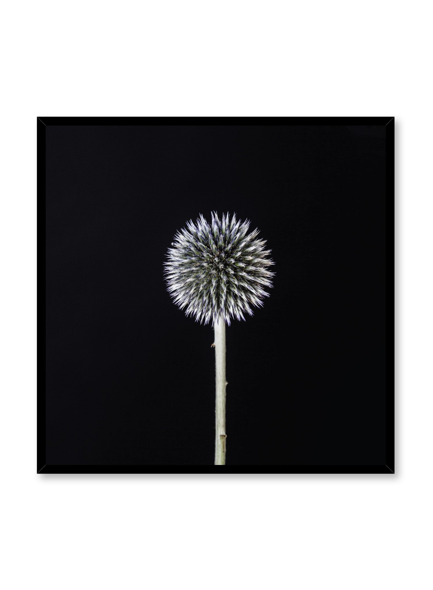 Scandinavian art print by Opposite Wall with Silver White Thistle art photo square