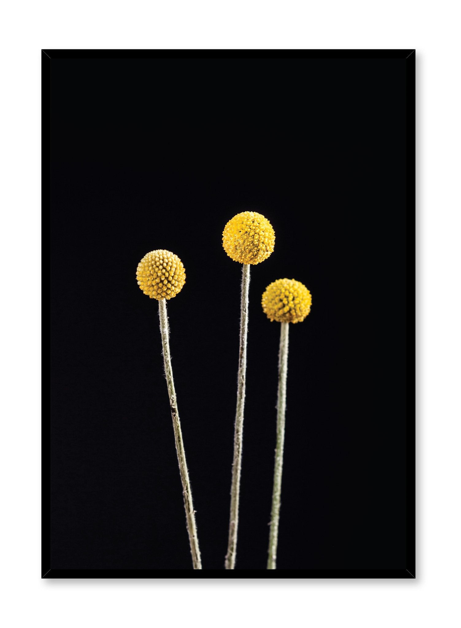 Modern minimalist photo print of Billy Buttons on black by Opposite Wall