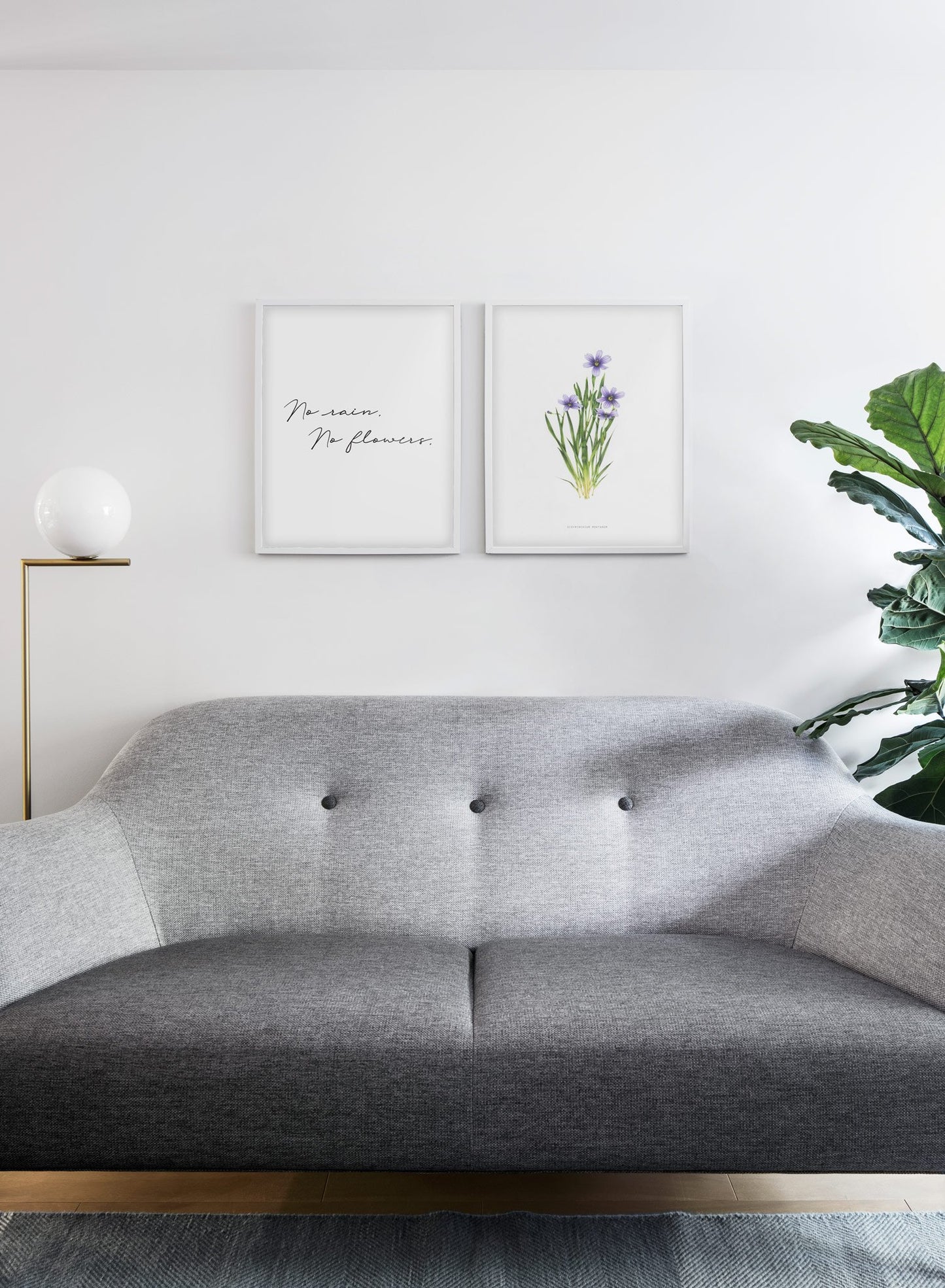 Modern minimalist poster by Opposite Wall with encyclopedic illustration of Sisyrinchium Montanum and no rain, no flowers quote - living room