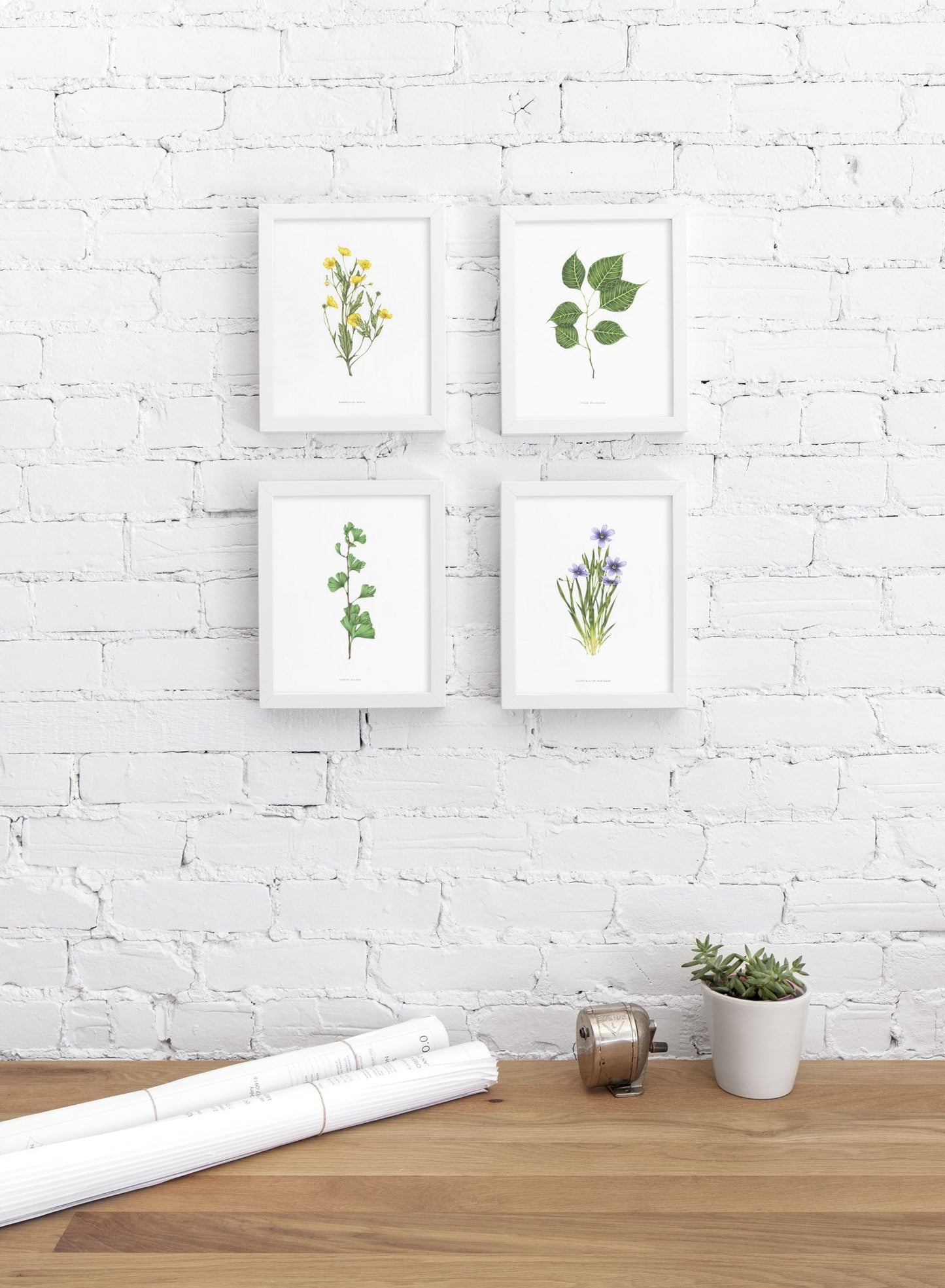 Modern minimalist poster by Opposite Wall with encyclopedic illustration of Gingo Biloba, Ficus Religiosa, Sisyrinchium Montanum and Ranunculus Acris - personal office