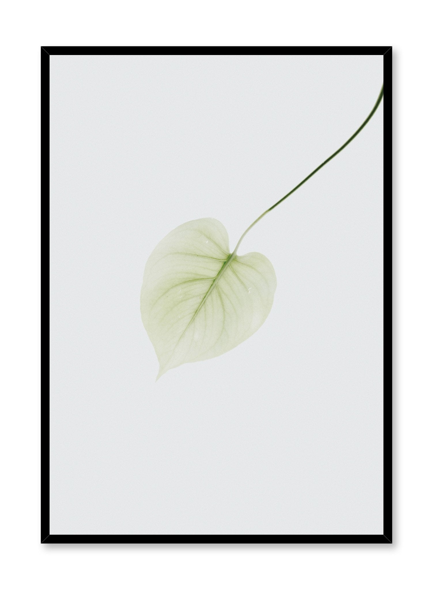 pothos poster Pothos Leaf Nature Photography Poster