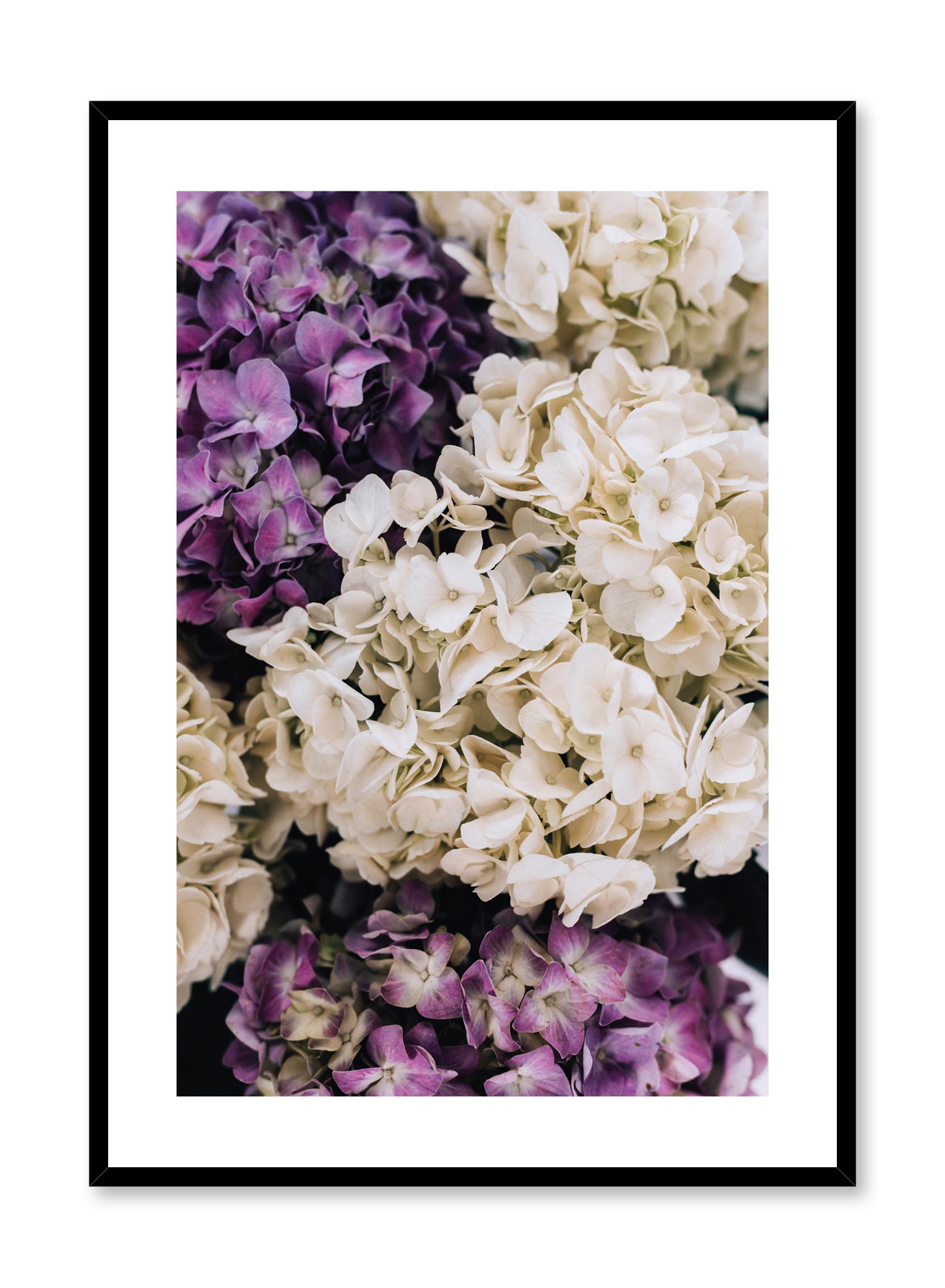 Minimalistic wall poster by Opposite Wall with Purple Hydrangeas floral photography