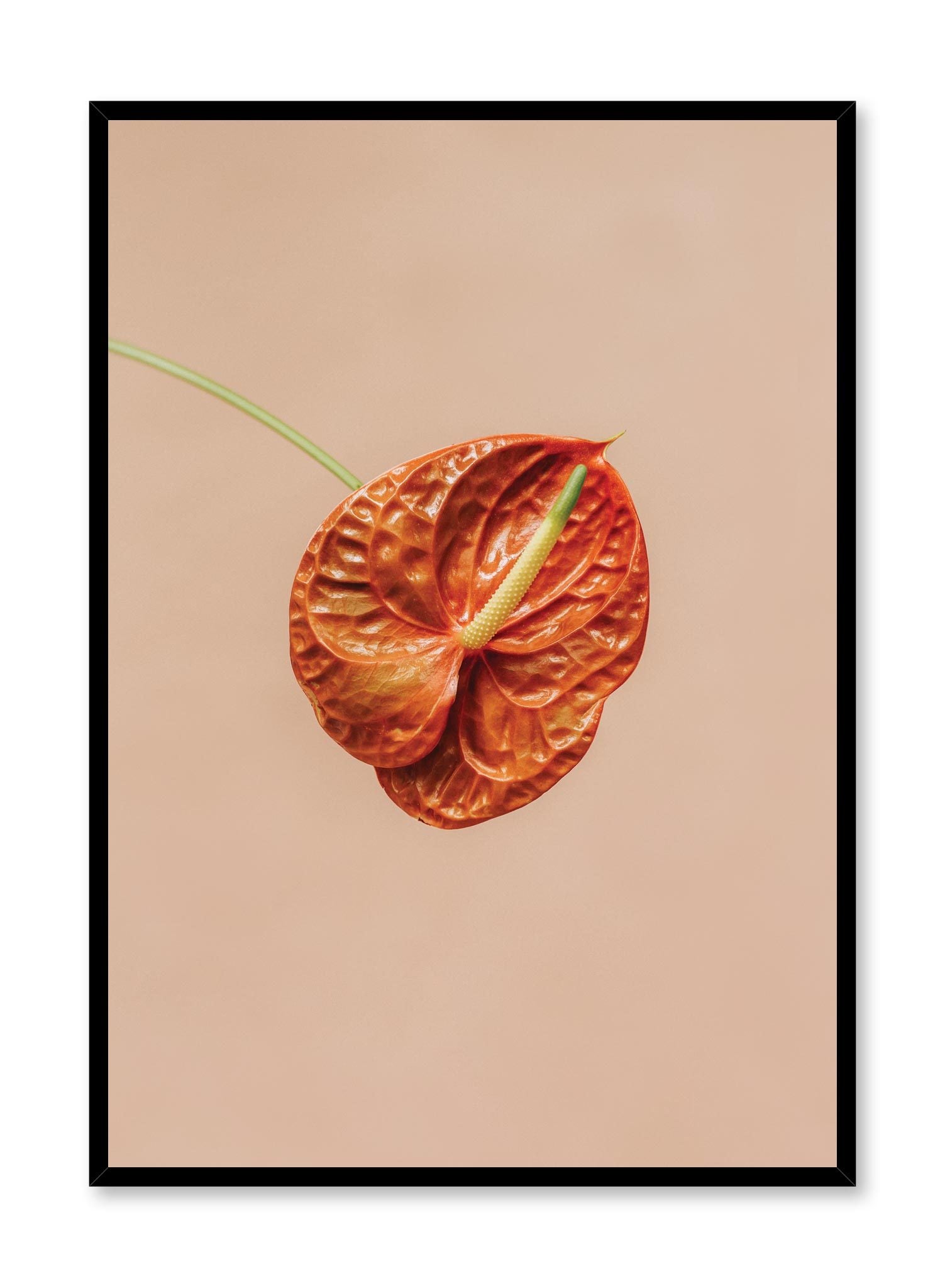 anthurium poster Anthurium Botanical Photography Poster