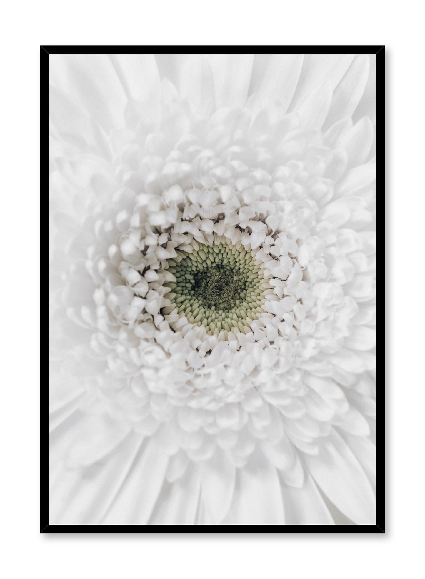 Minimalist wall poster by Opposite Wall with white gerbera daisy floral photography