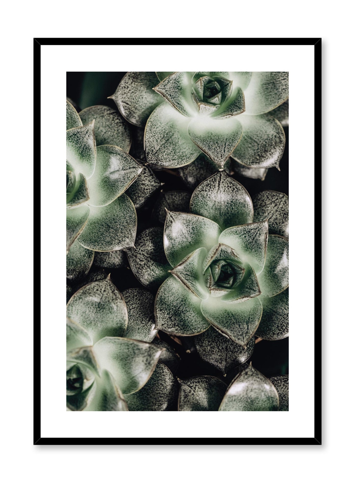 Succulents, Poster