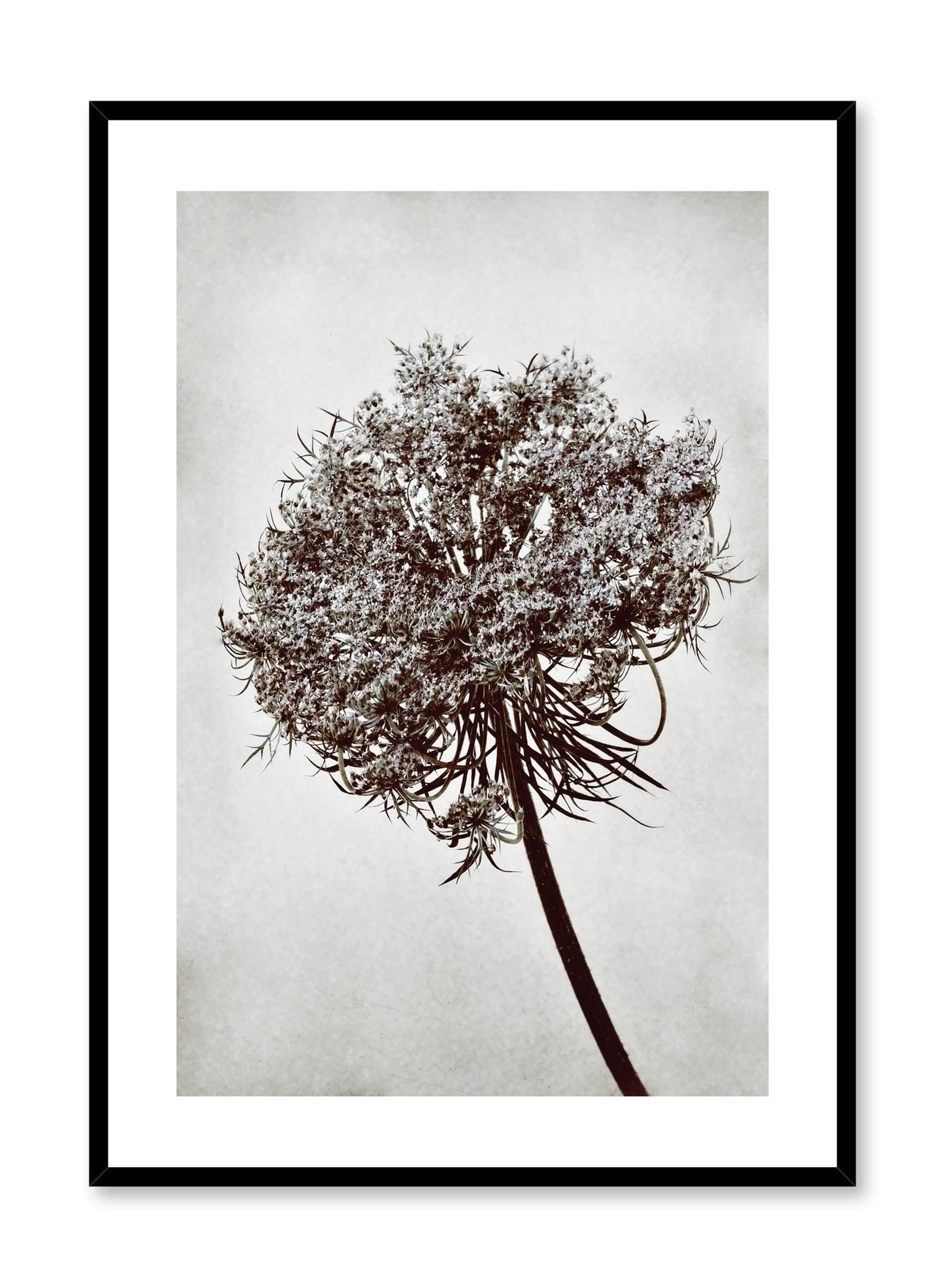Minimalist design photography poster of black and white Towering Tree by Love Warriors Creative Studio - Buy at Opposite Wall