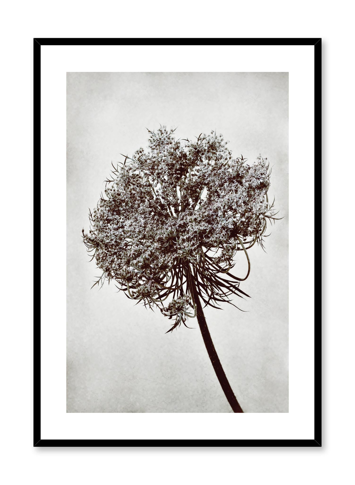 Minimalist design photography poster of black and white Towering Tree by Love Warriors Creative Studio - Buy at Opposite Wall