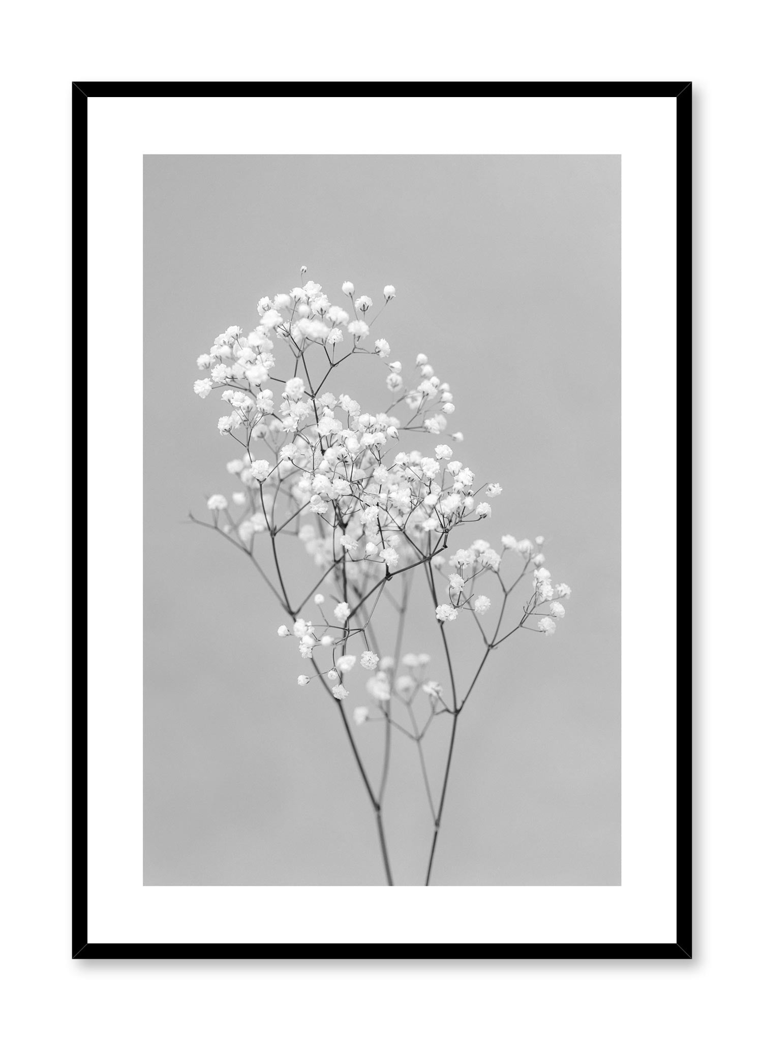 Minimalistic wall photography by Opposite Wall with Baby's Breath flower in black and white