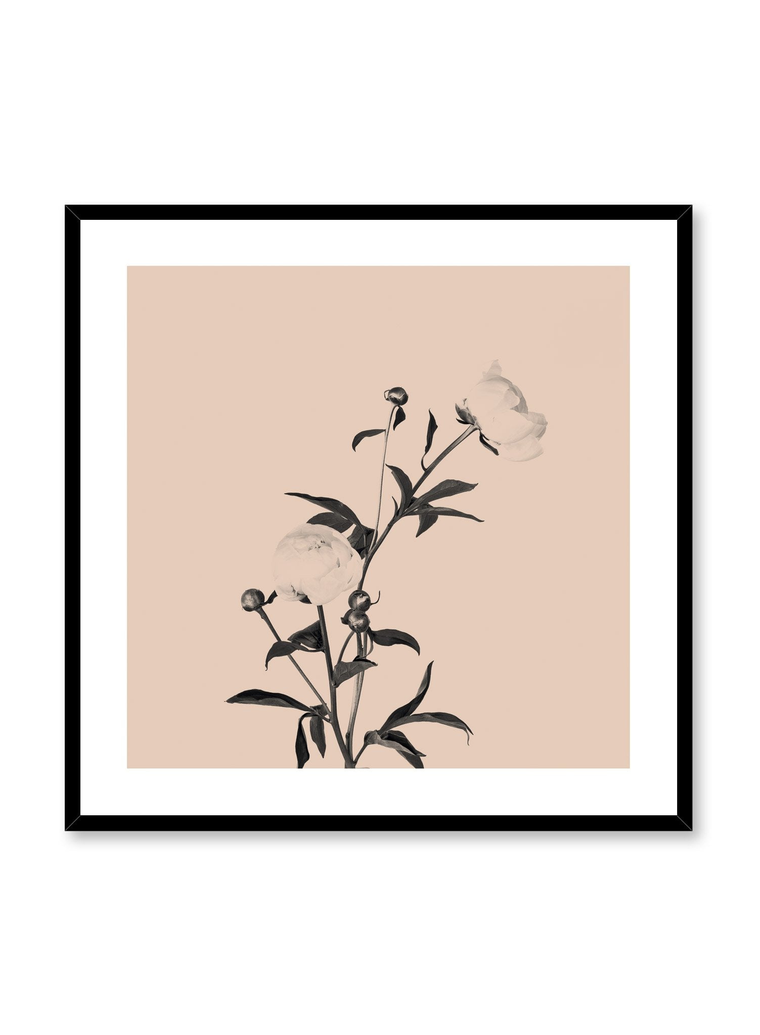 Scandinavian poster by Opposite Wall with trendy art photo of peonies - Romance in beige peach