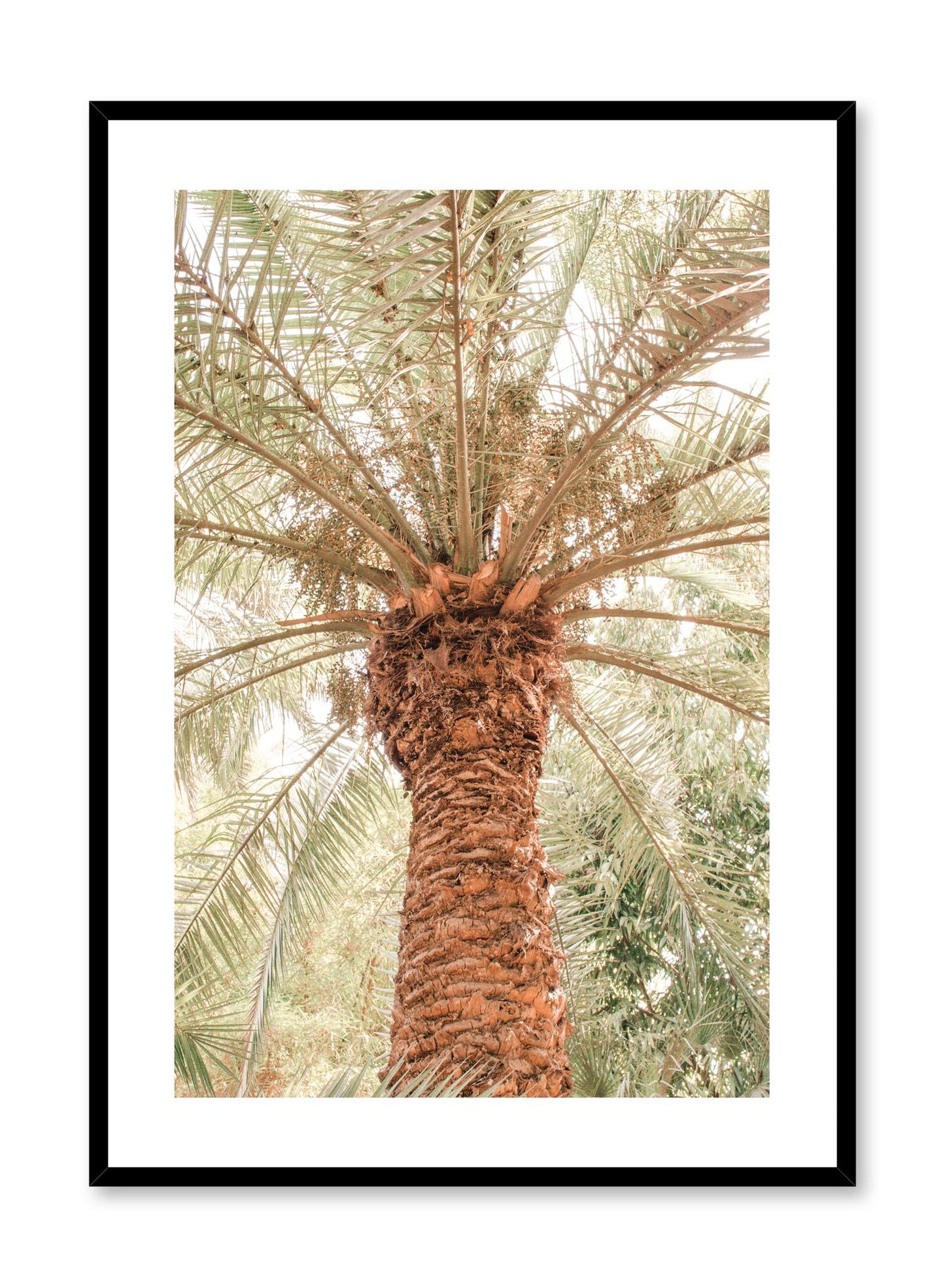 Modern nature photography poster by Opposite Wall with close up of palm tree