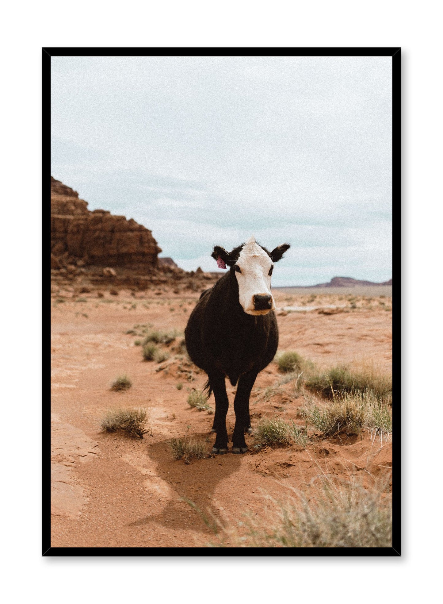Modern photography poster by Opposite Wall with cow in the desert.