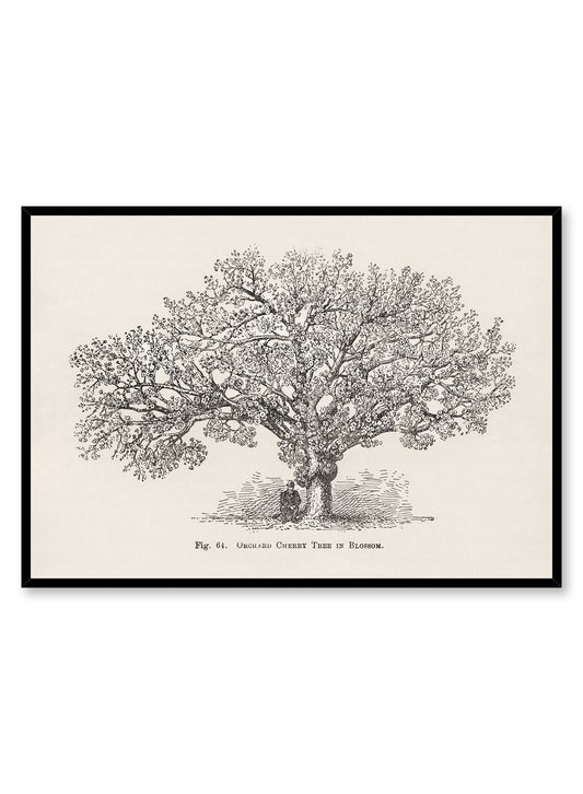 Orchard Cherry Tree, Poster