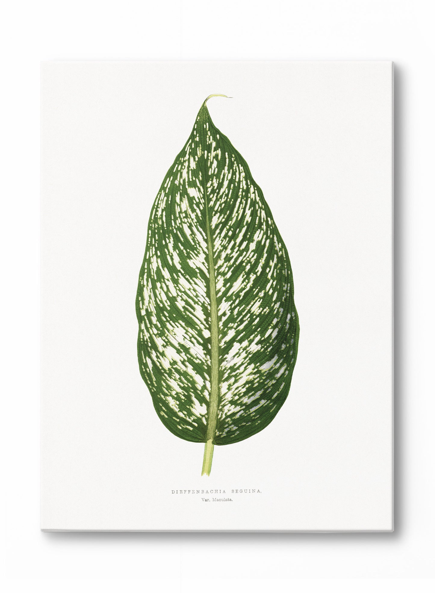 Dieffenbachia, Œuvre sur toile