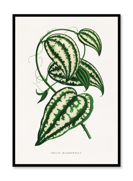 Large-leaf Greenbrier, Poster