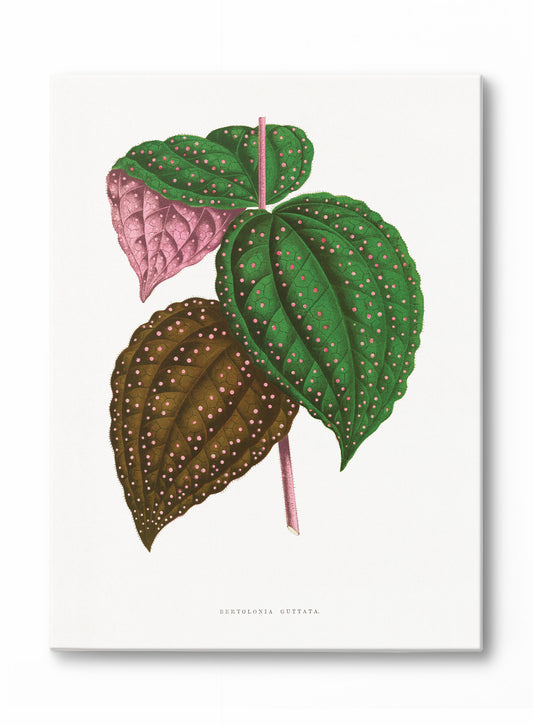 Pink Polka Dot Plant, Canvas