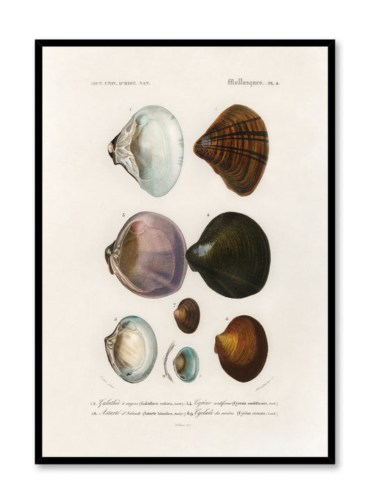 Coastal Curiosities, Poster
