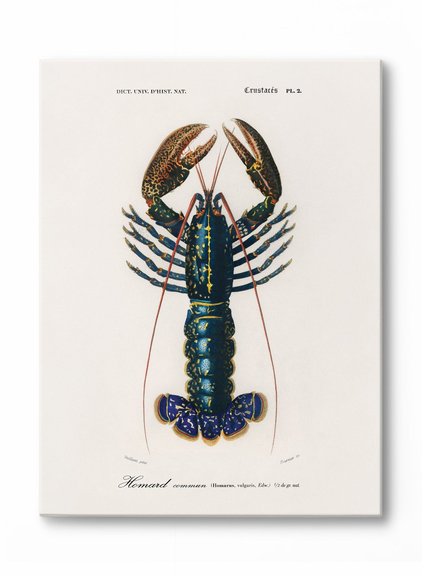 Coastal King, Poster