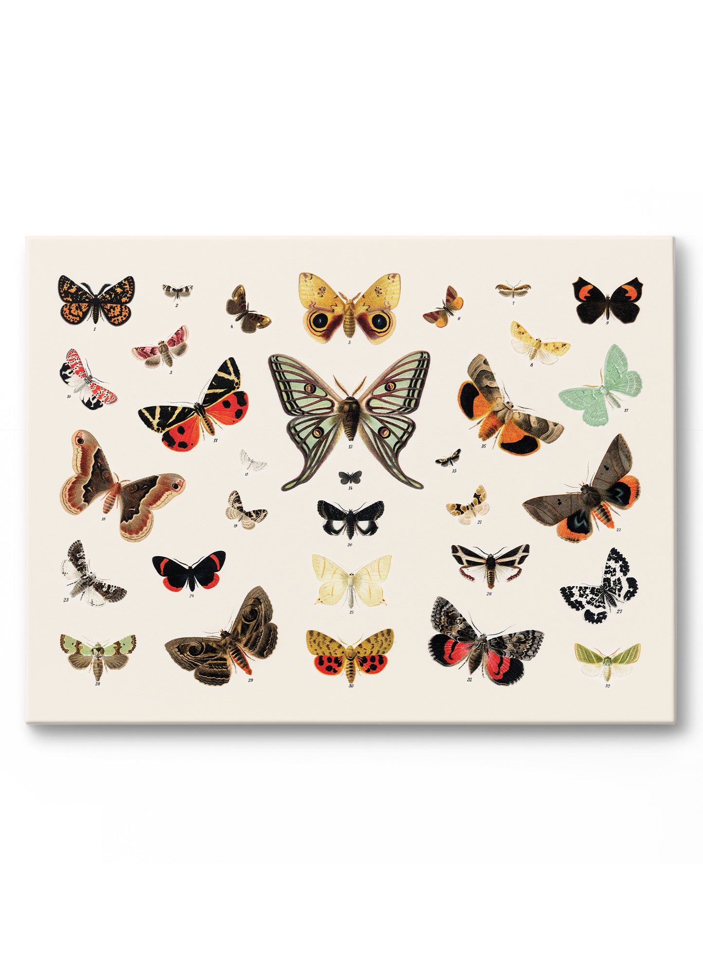 Papillons éparpillés, Œuvre sur toile