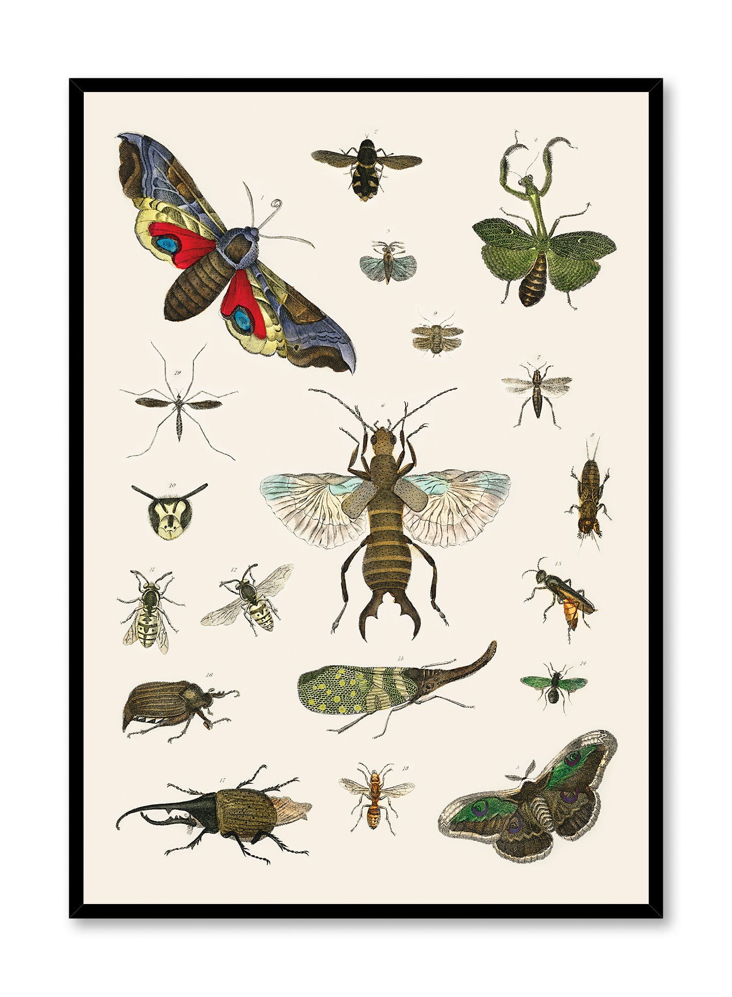 Bug Studies | Shop Posters & Prints Online at Opposite Wall