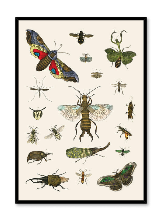 Étude des insectes, Affiche