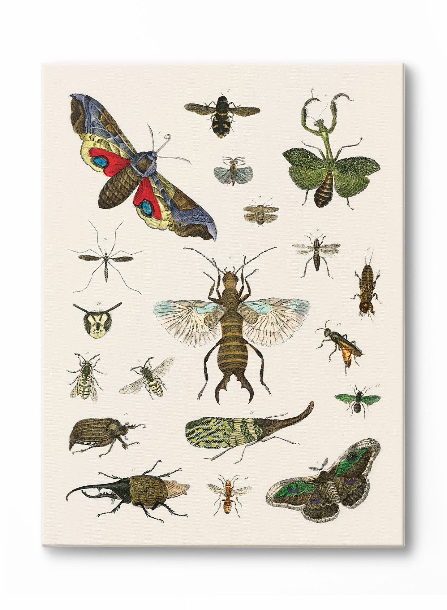 Étude des insectes, Affiche