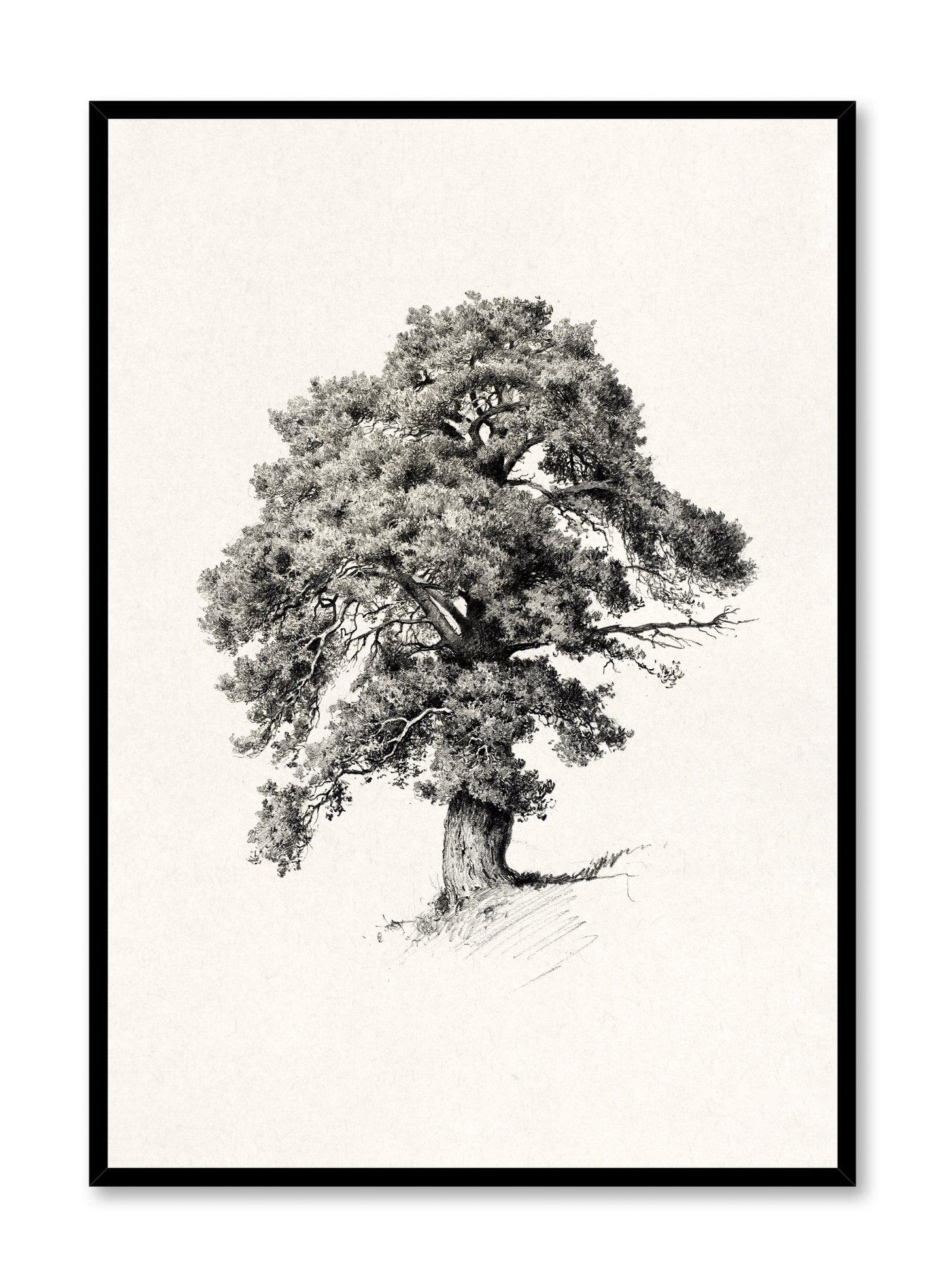 Arbre majestique, Affiche