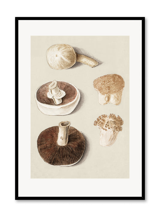 Champignons culinaires, Affiche