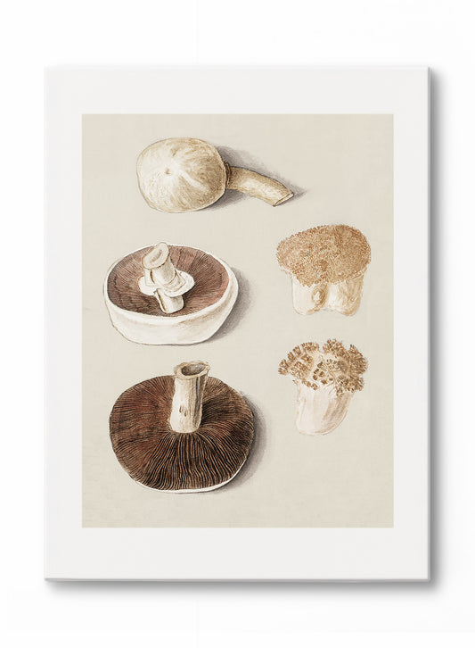 Champignons culinaires, Œuvre sur toile