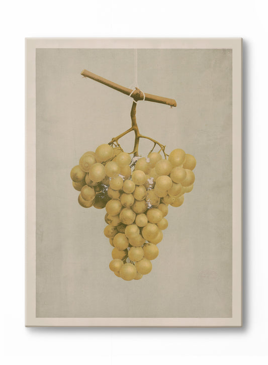 Raisin doré, Œuvre sur toile