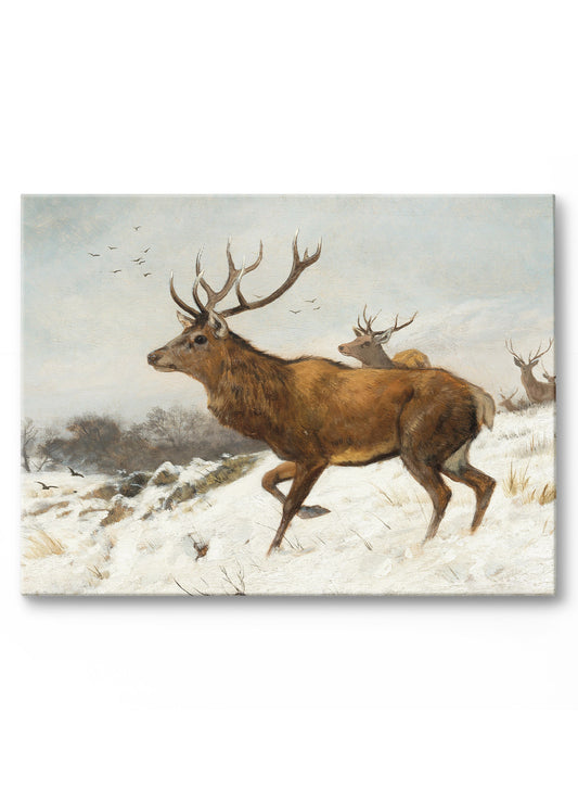 Oh Deer One, Canvas