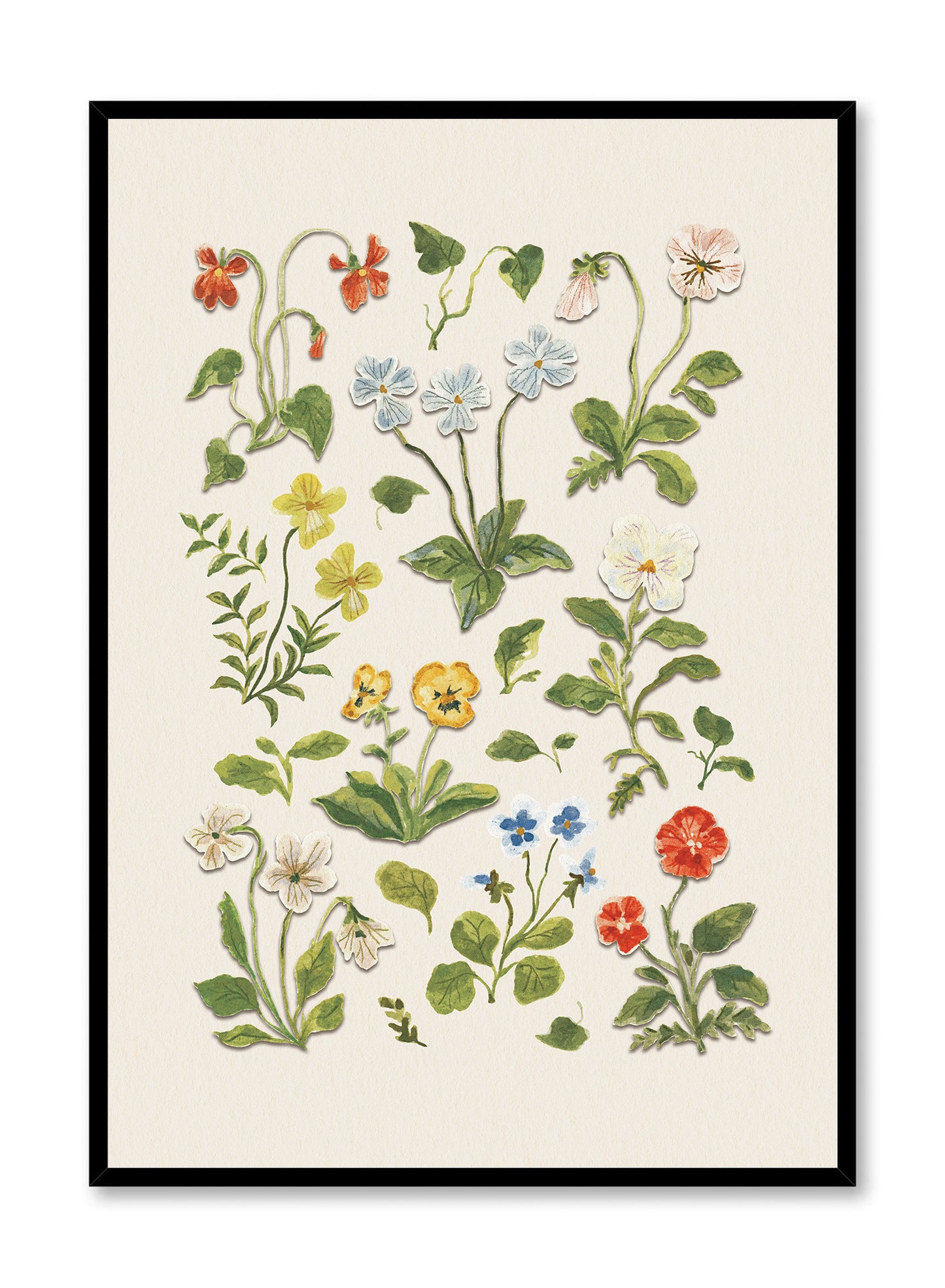 Pressed Flower Study, Poster
