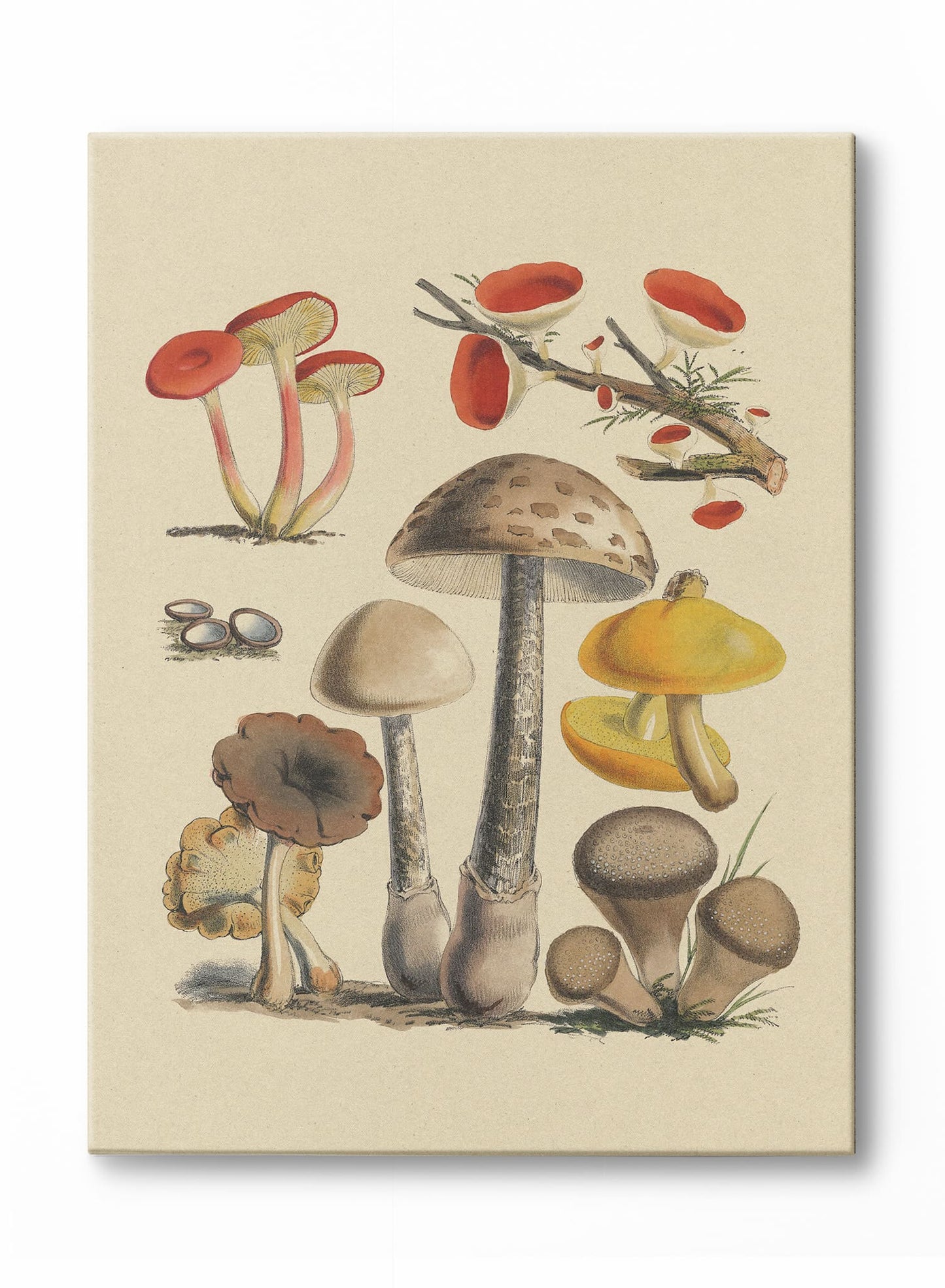 Mushroom Study I, Poster