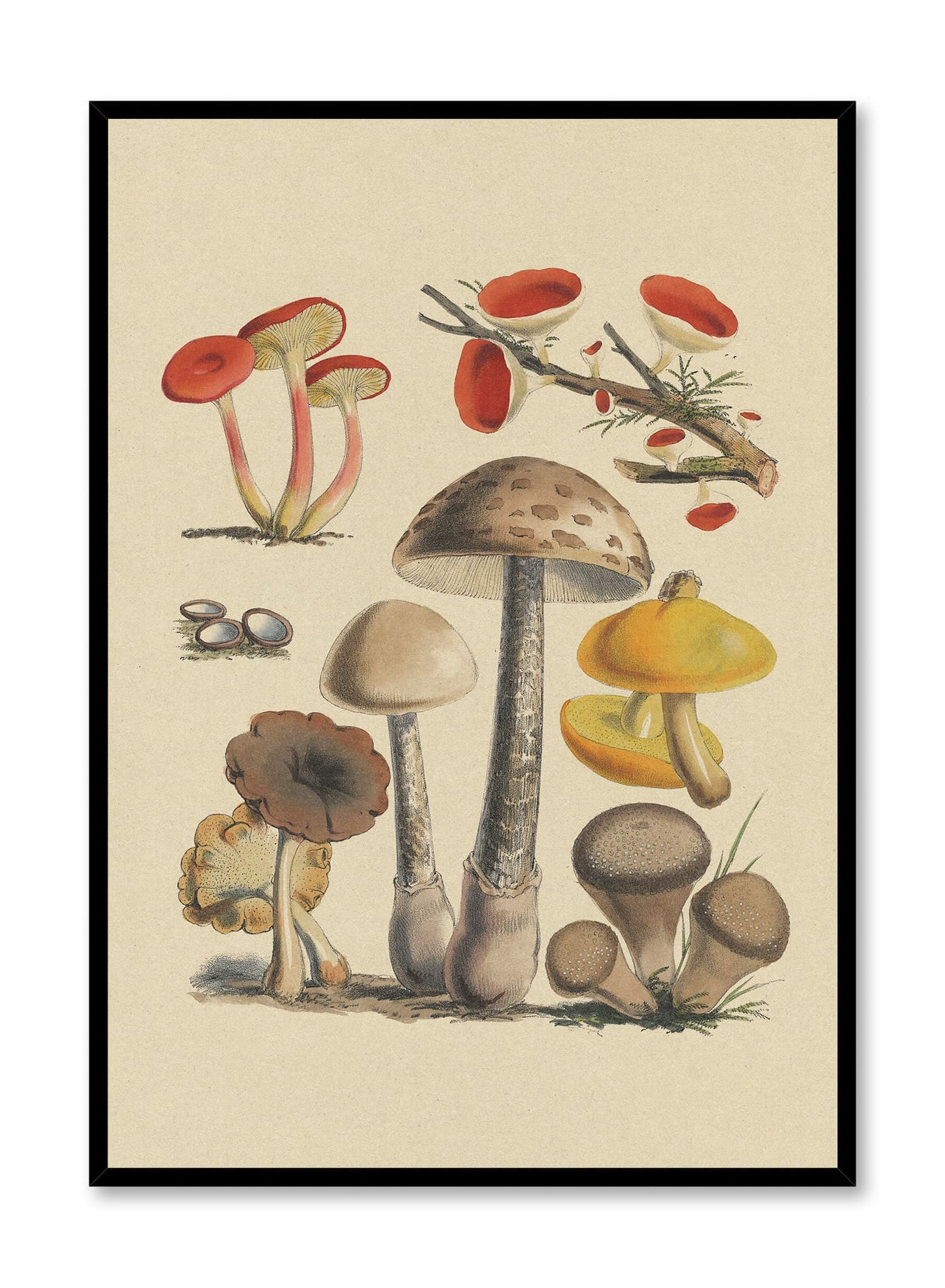 Mushroom Study I, Poster