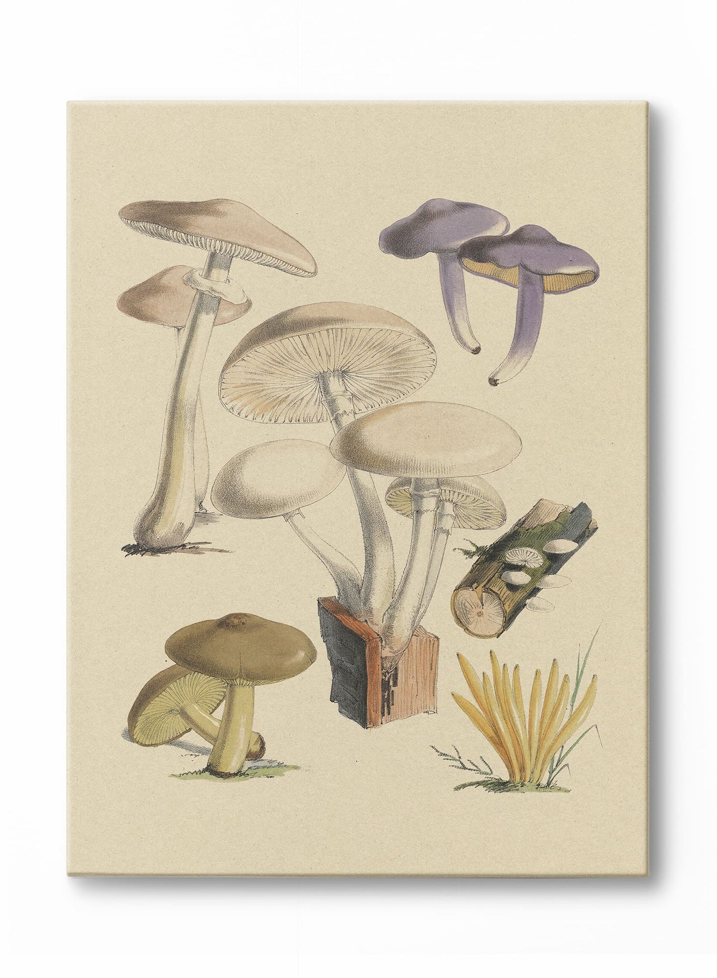 Mushroom Study II, Poster