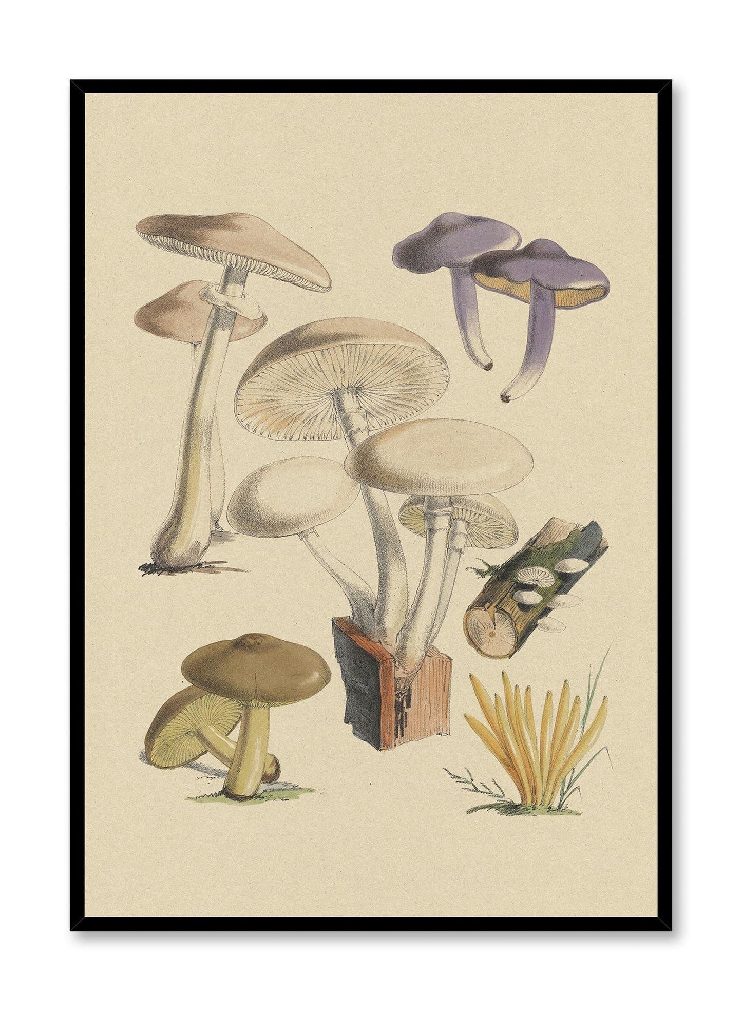 Mushroom Study II, Poster