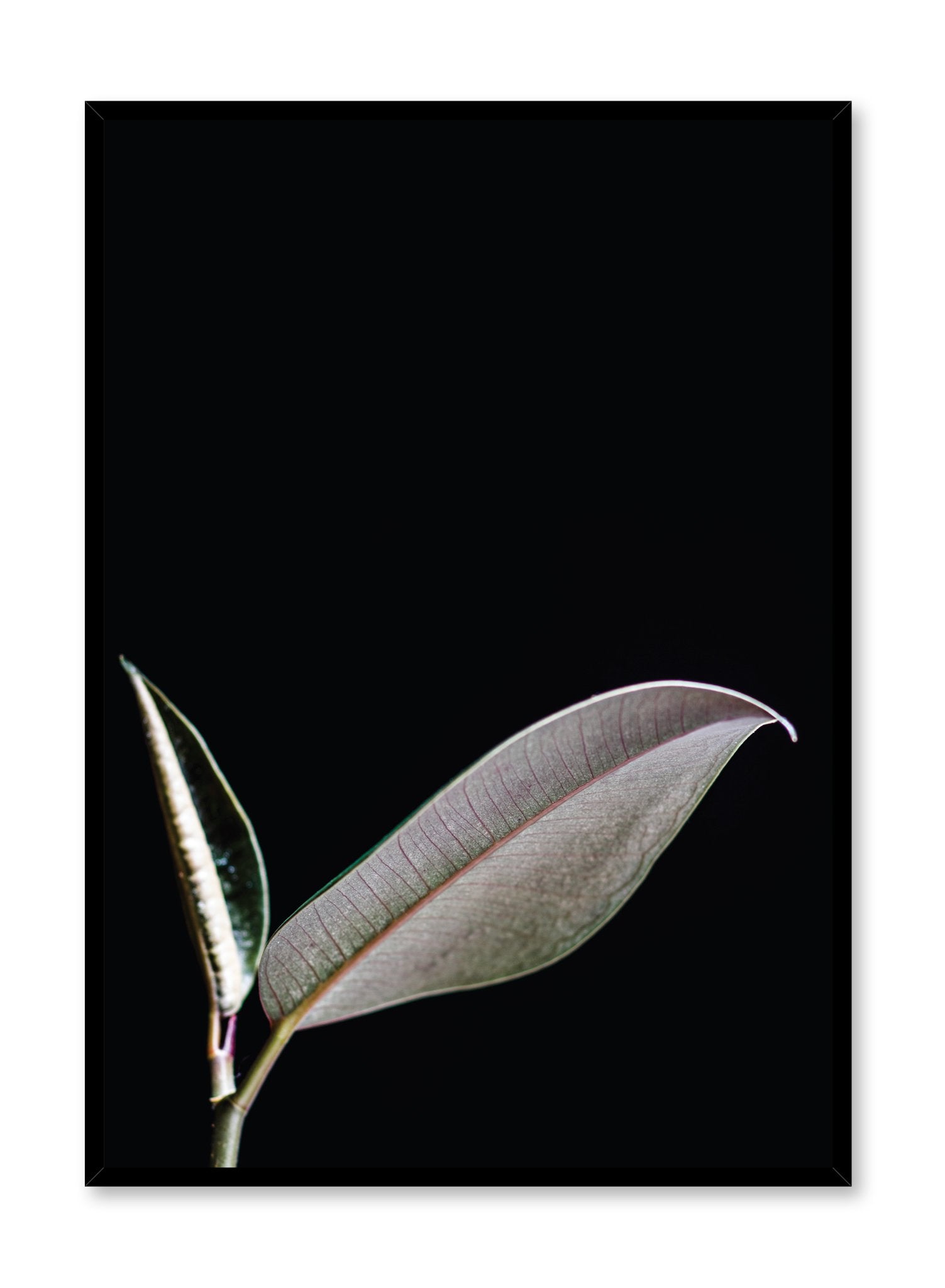 Minimalist art print by Opposite Wall with modern Leaf art photographyx