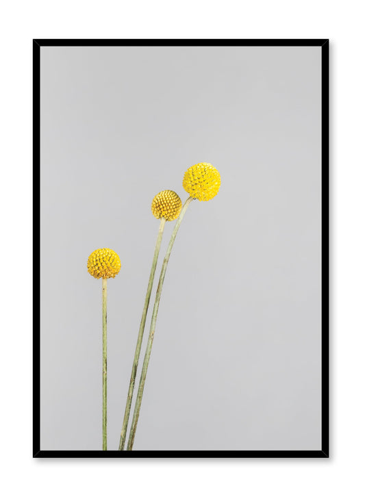 Scandinavian poster by Opposite Wall with minimalist photo of Billy Buttons