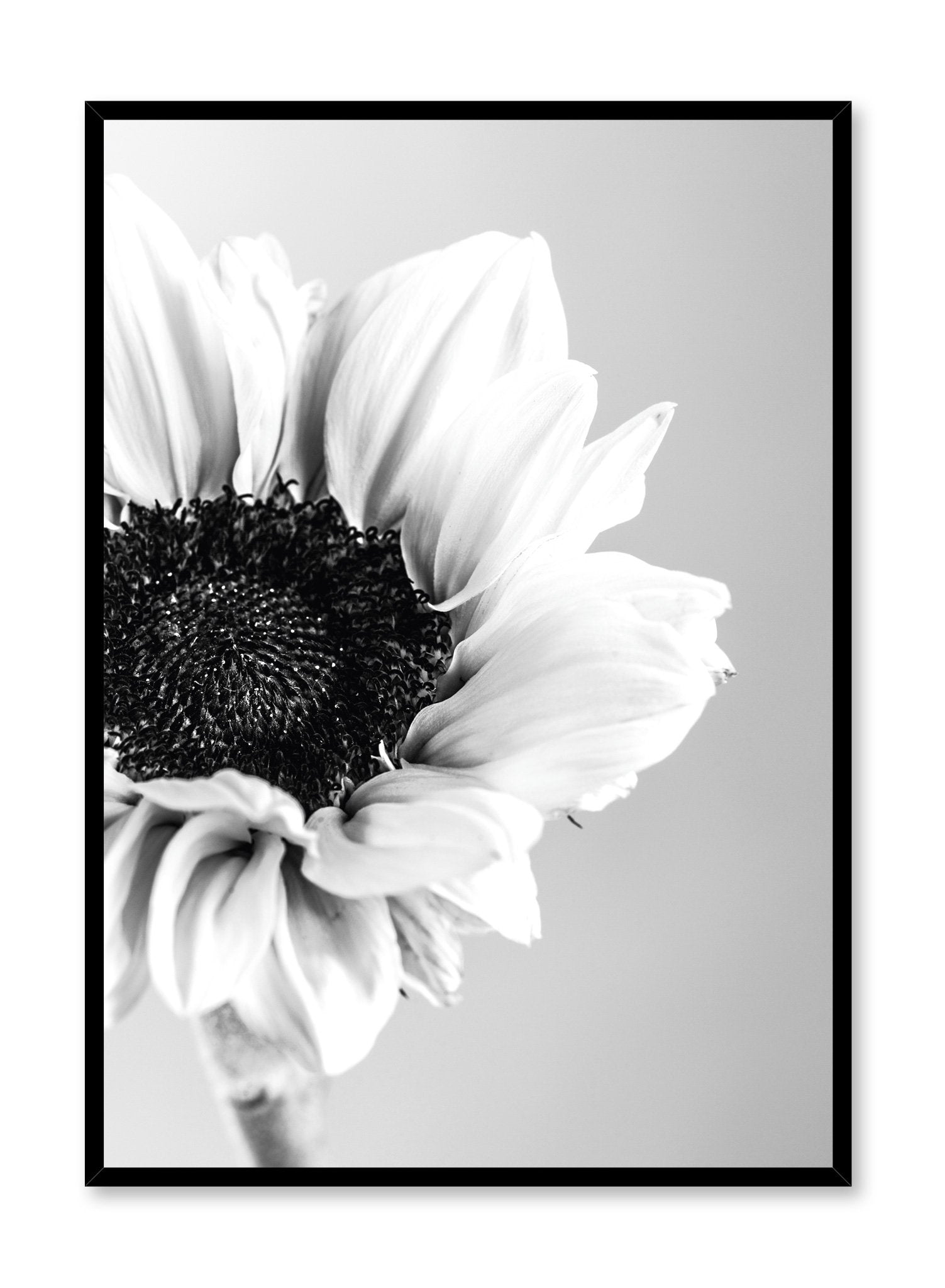 Scandinavian poster by Opposite Wall with black and white sunflower photography