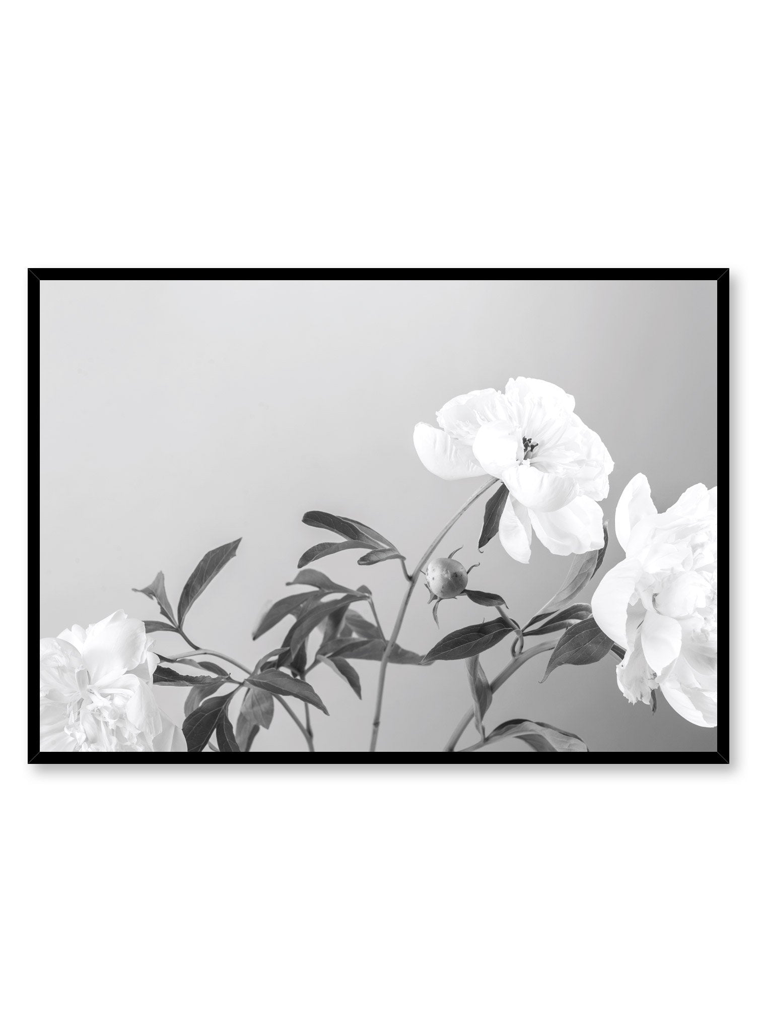 Modern minimalist poster by Opposite Wall with Sweetness peony still life black and white photography