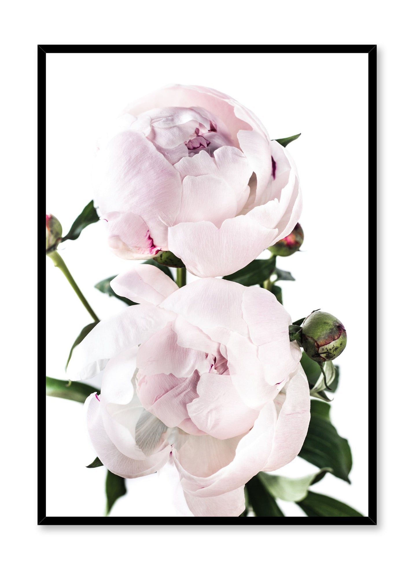 Scandinavian art print by Opposite Wall with delicate peonies Lovers art photography