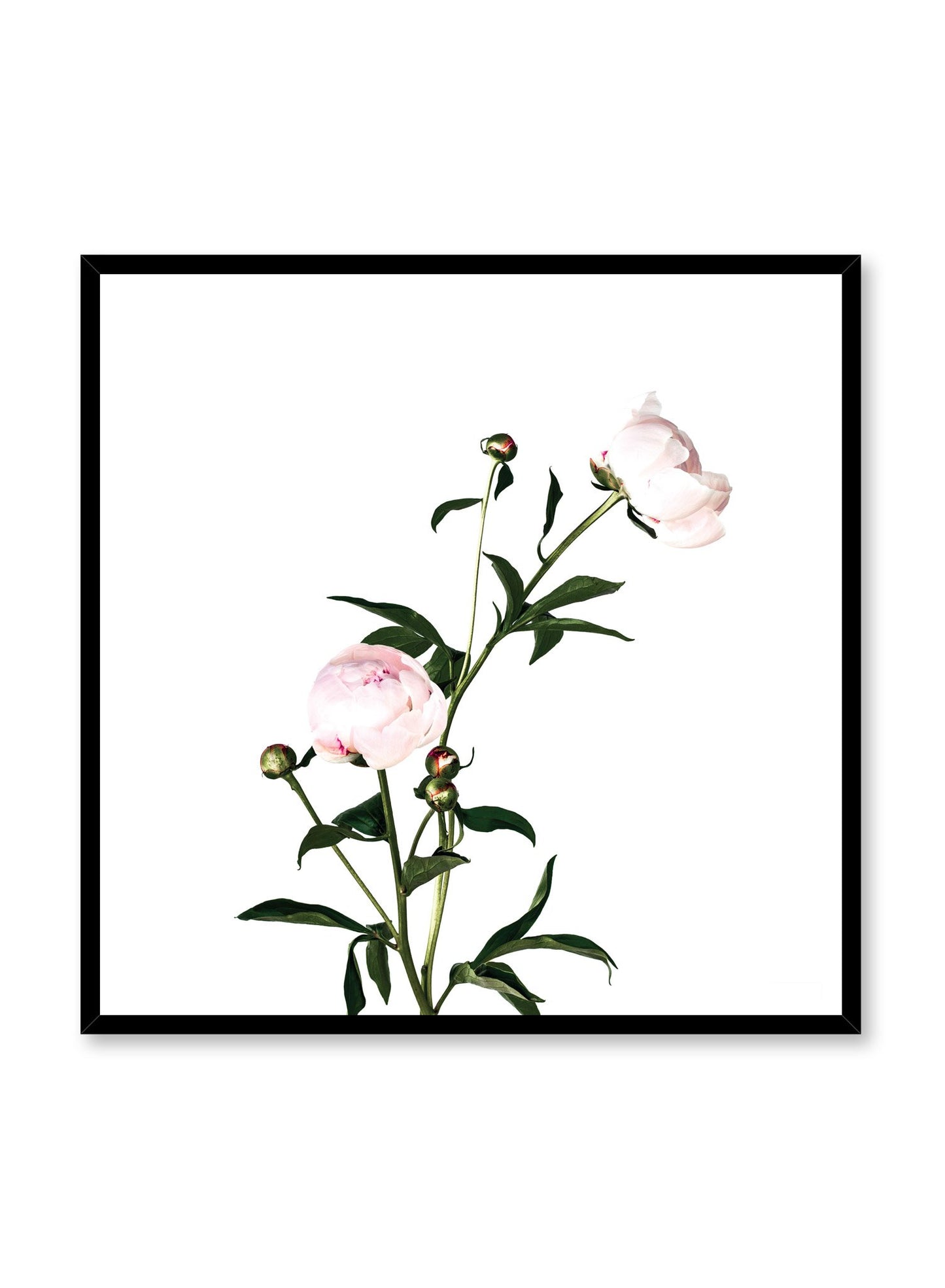 Scandinavian poster by Opposite Wall with trendy art photo of peonies - Romance