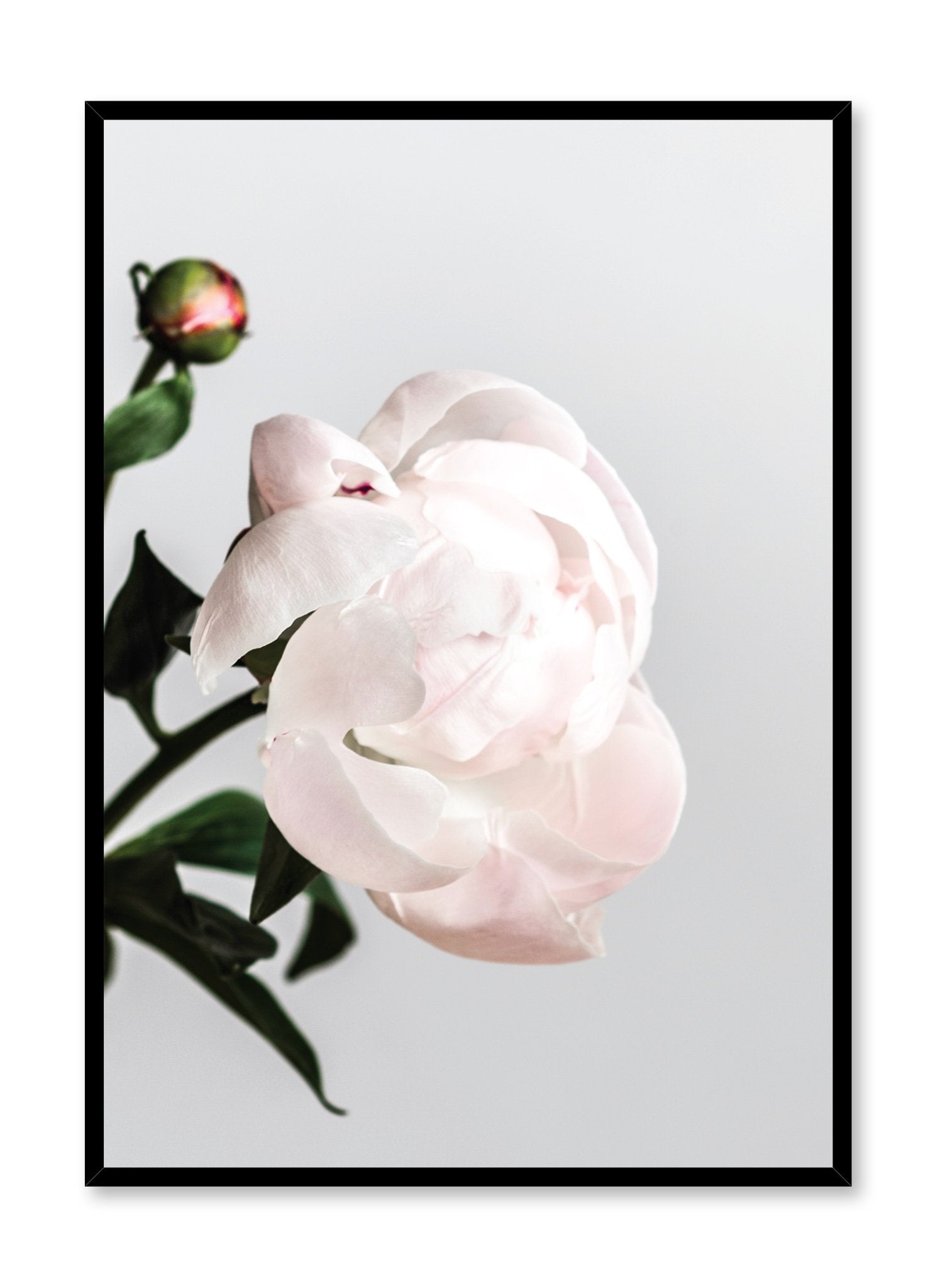 Modern minimalist poster by Opposite Wall with Blossom paeonia photography