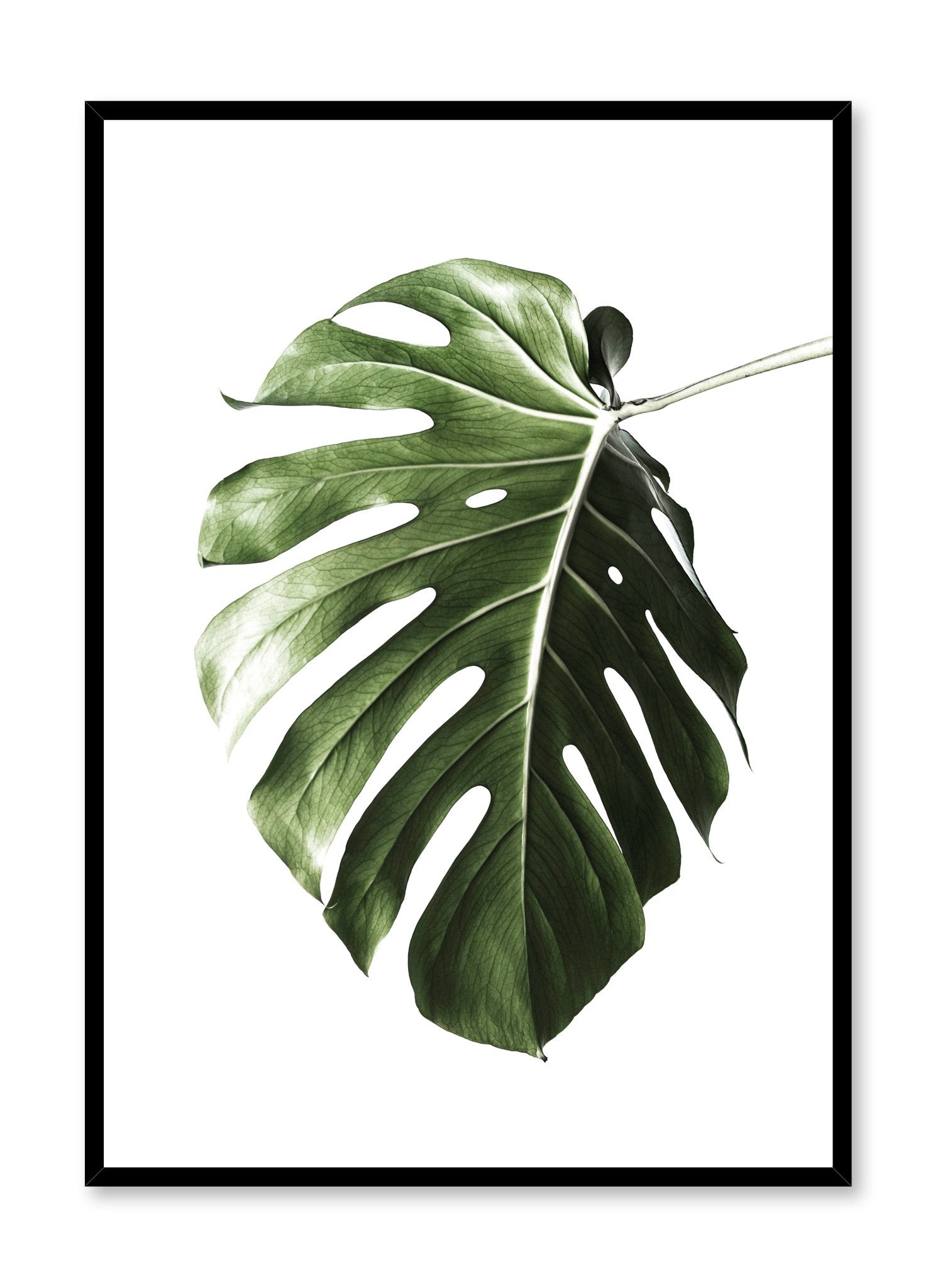 Scandinavian poster by Opposite Wall with art photo of botanical leaf called Upside Down
