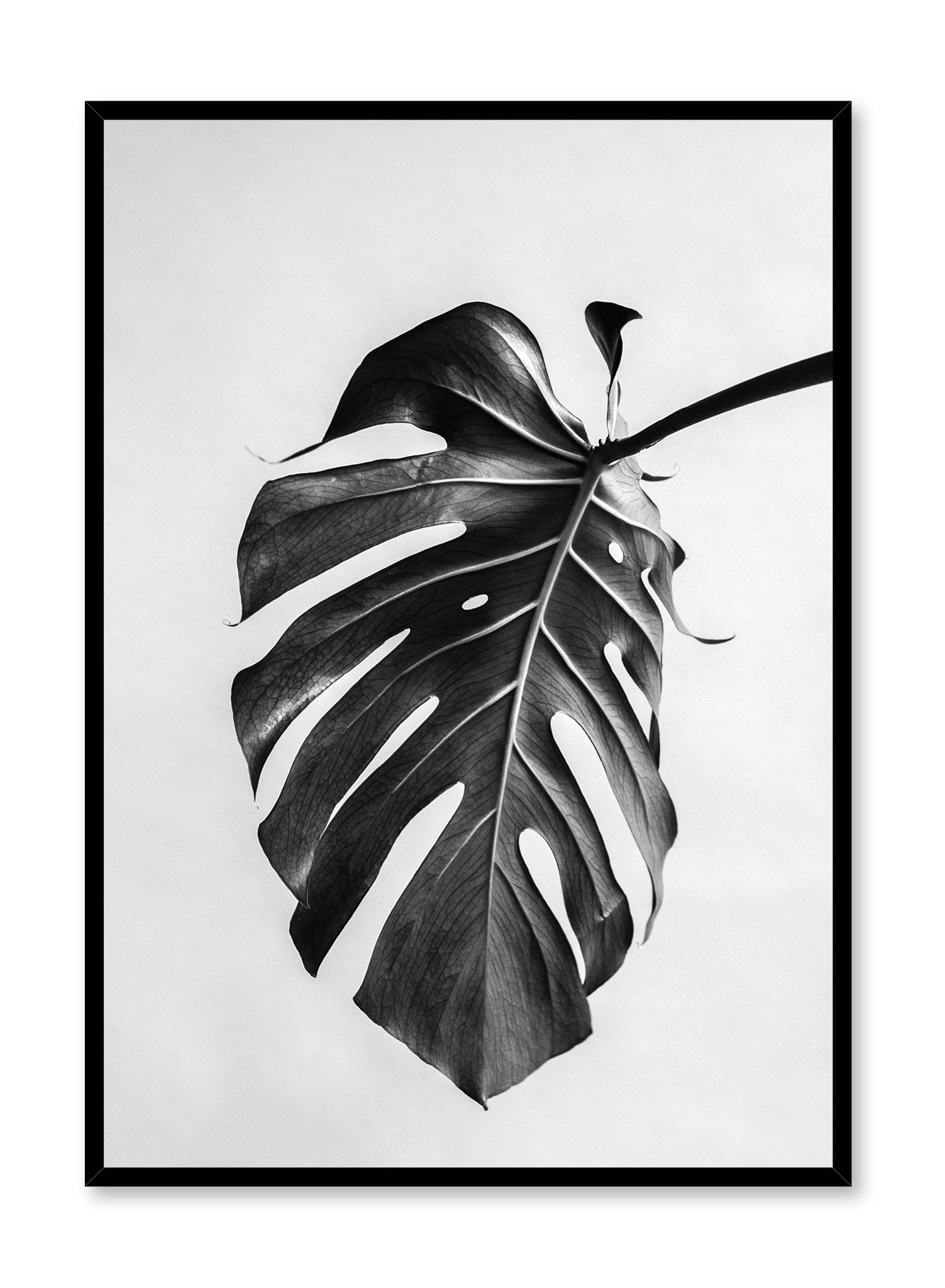 Scandinavian poster by Opposite Wall with black and white Monstera leaf photography