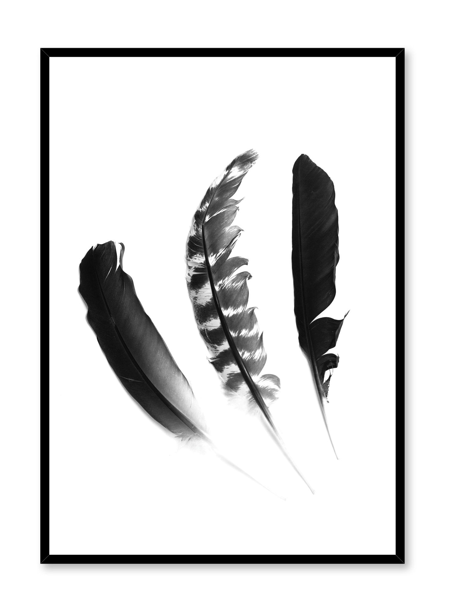 Minimalist black and white photography poster by Opposite Wall featuring a Chic Trio of feathers