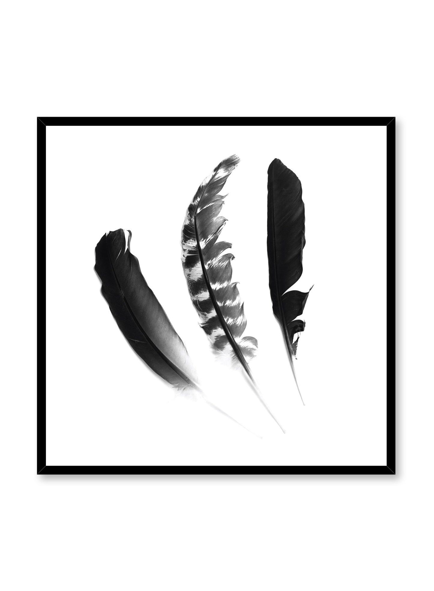 Minimalist black and white photography poster by Opposite Wall featuring a Chic Trio of feathers in square format