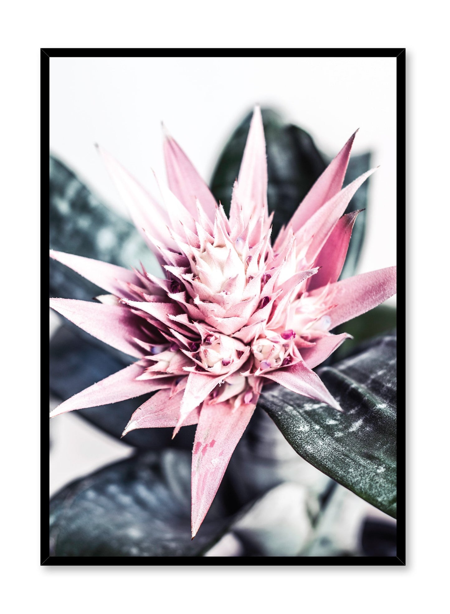 Modern minimalist poster by Opposite Wall with trendy Desert cactus flower photography