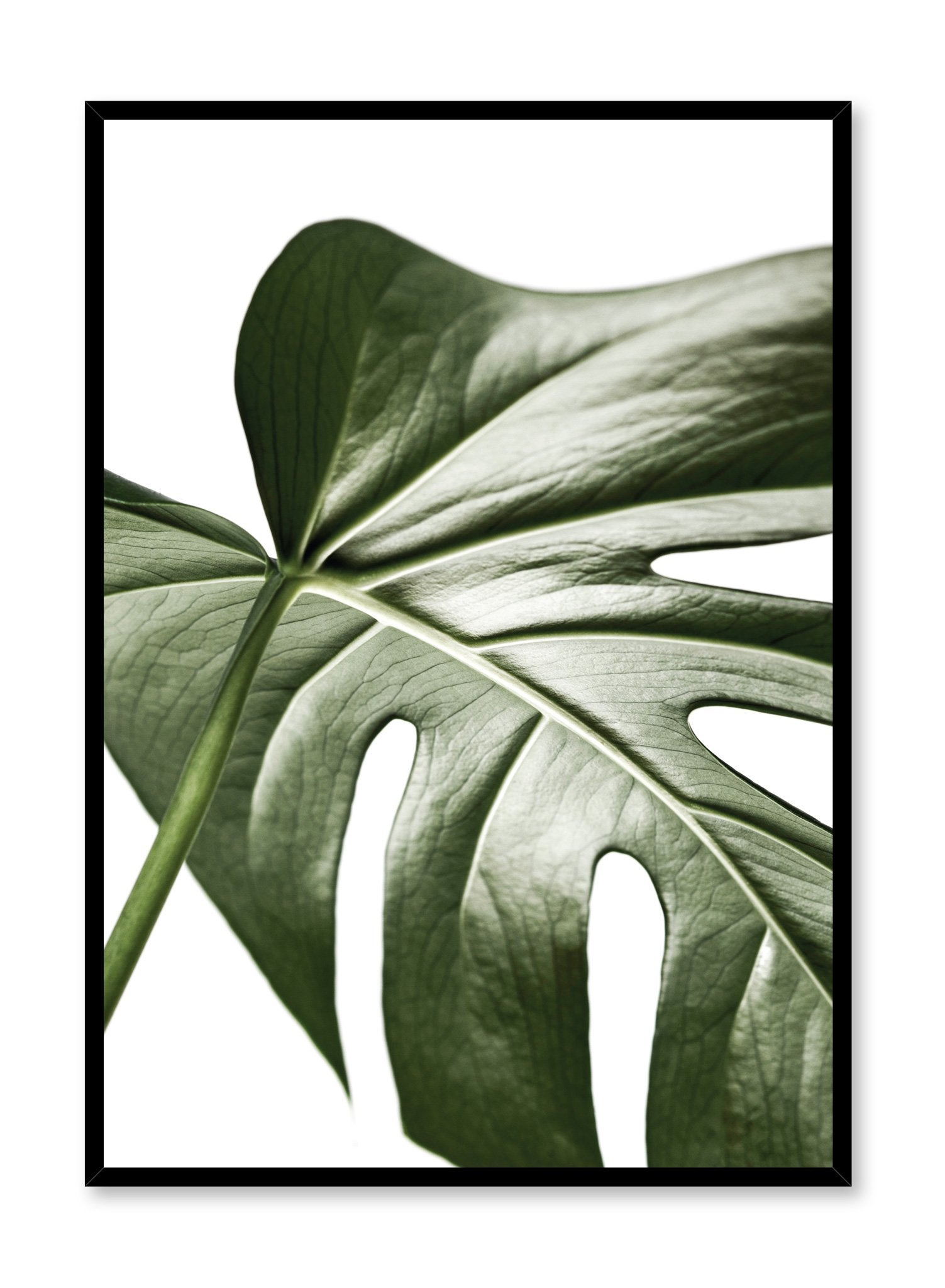 Scandinavian art print by Opposite Wall with Widespread Wonder art photo of Monstera leaf