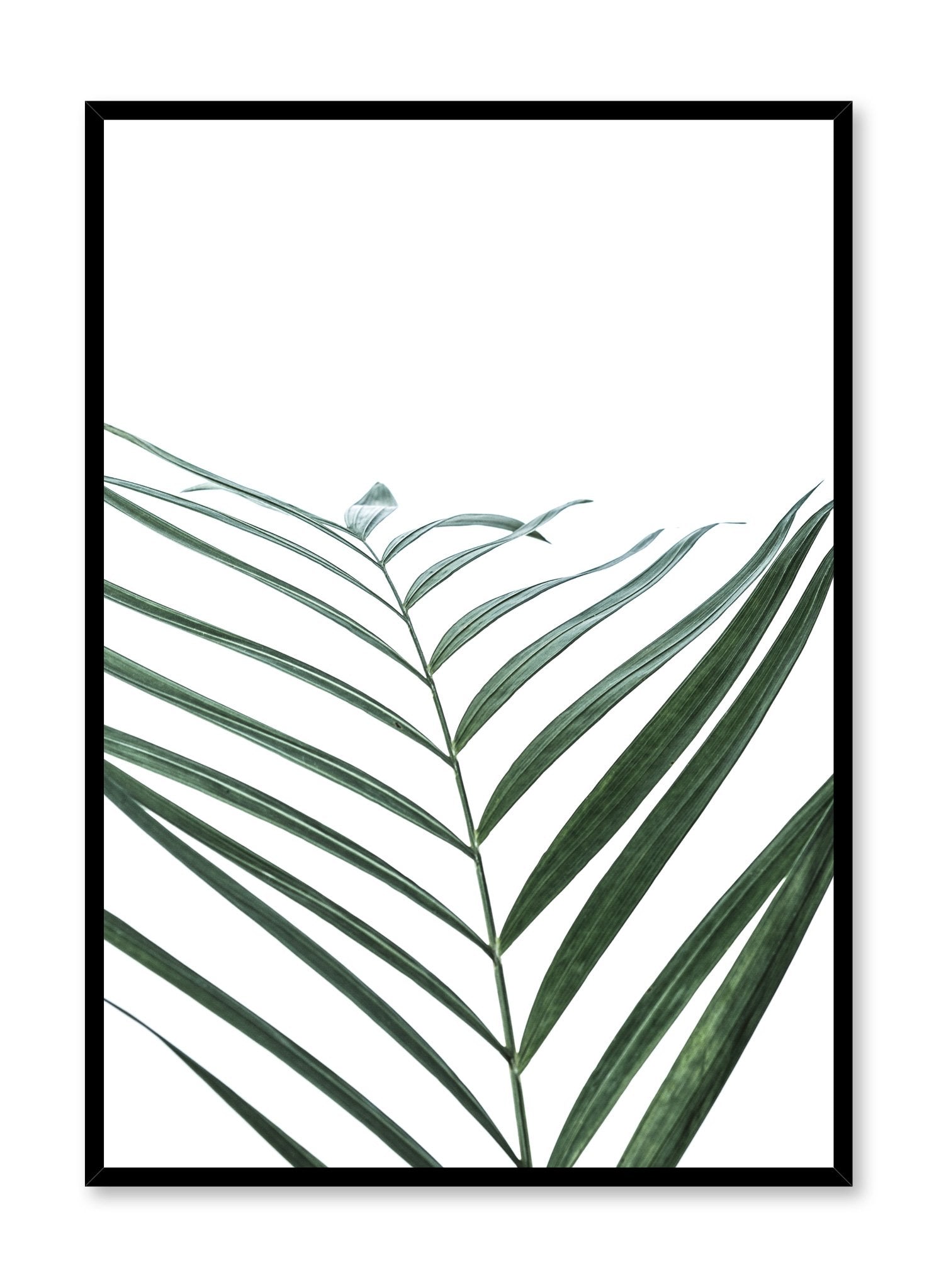 Minimalist botanical art poster by Opposite Wall with palm leaf Curves